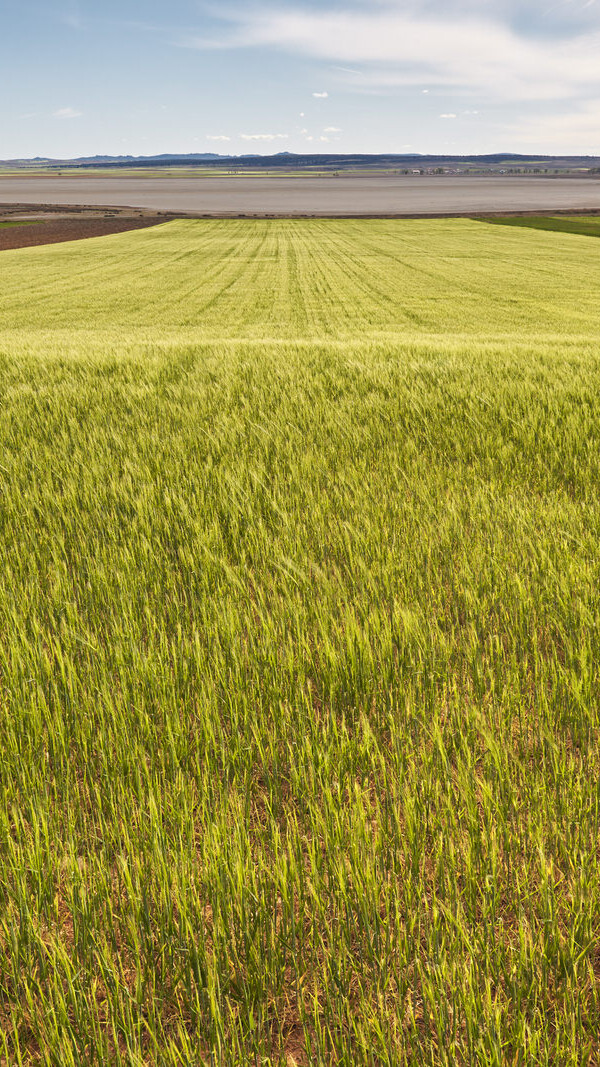 Wheat field in Teruel, Spain. Gallocanta pond reserve. Summer. Horizontal